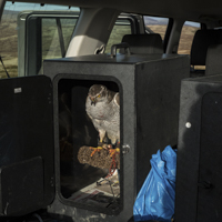 Goshawks - &copy;Dalemews